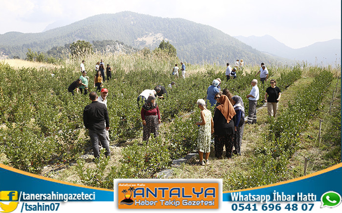 Antalya’da Aronya Hasadı Başladı